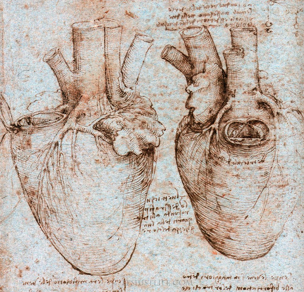 Organs